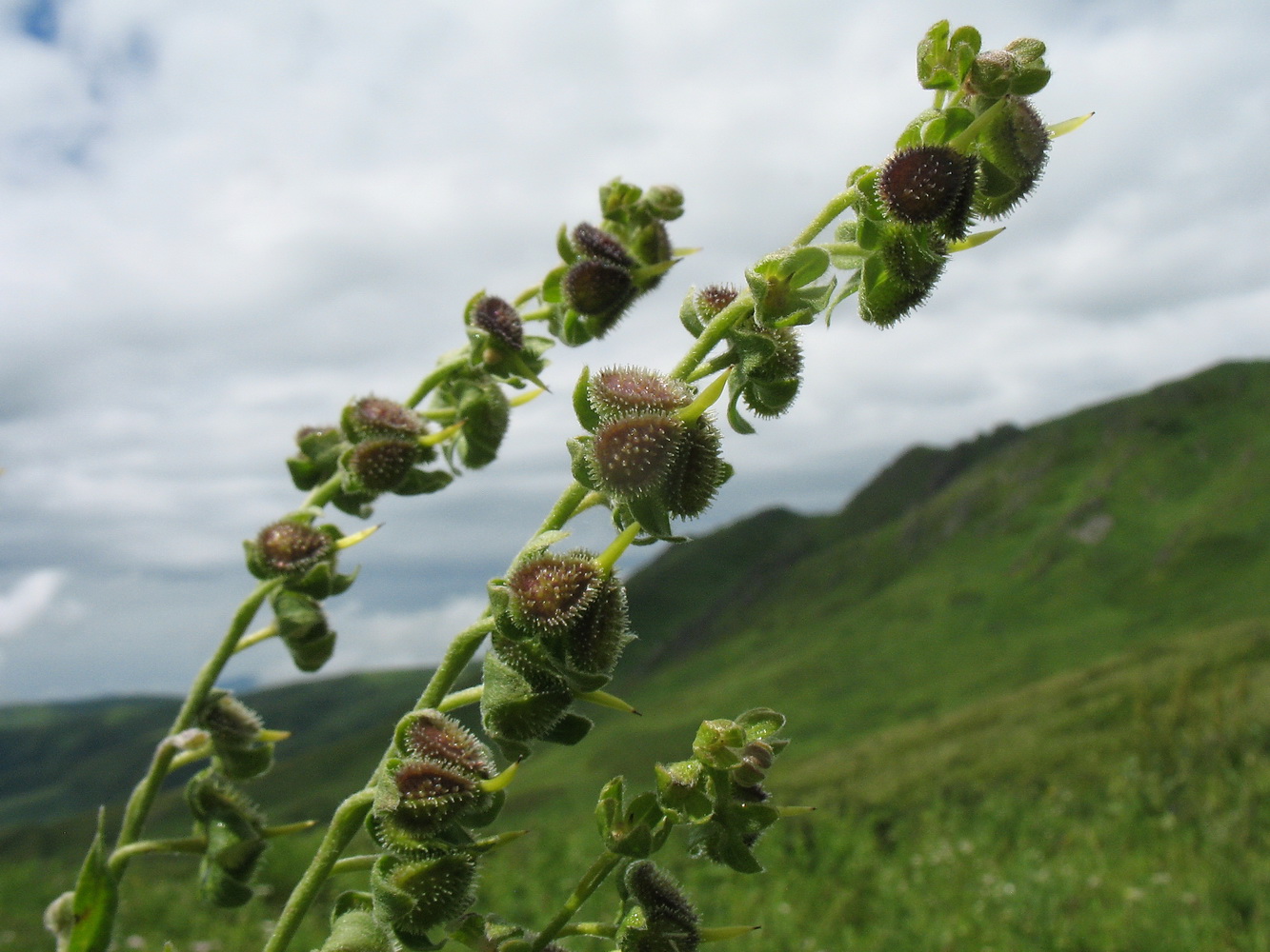 Image of Cynoglossum officinale specimen.