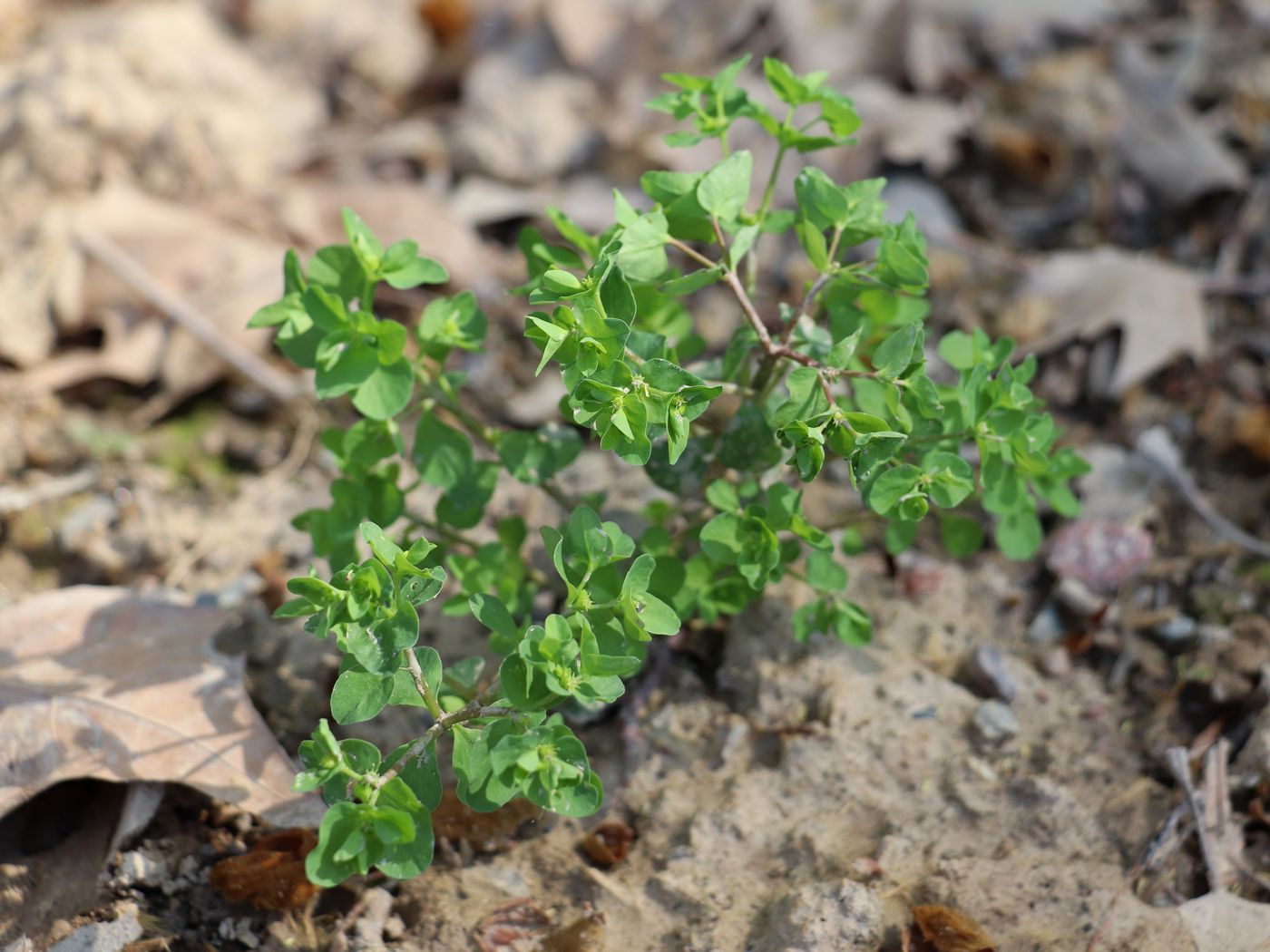 Изображение особи Euphorbia peplus.