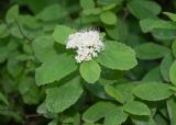 Spiraea beauverdiana. Верхушка побега с соцветием. Камчатский край, г. Петропавловск-Камчатский, склон Мишенной сопки, лиственный лес. 02.08.2024.