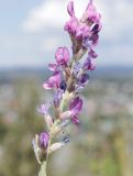 Oxytropis kasakorum