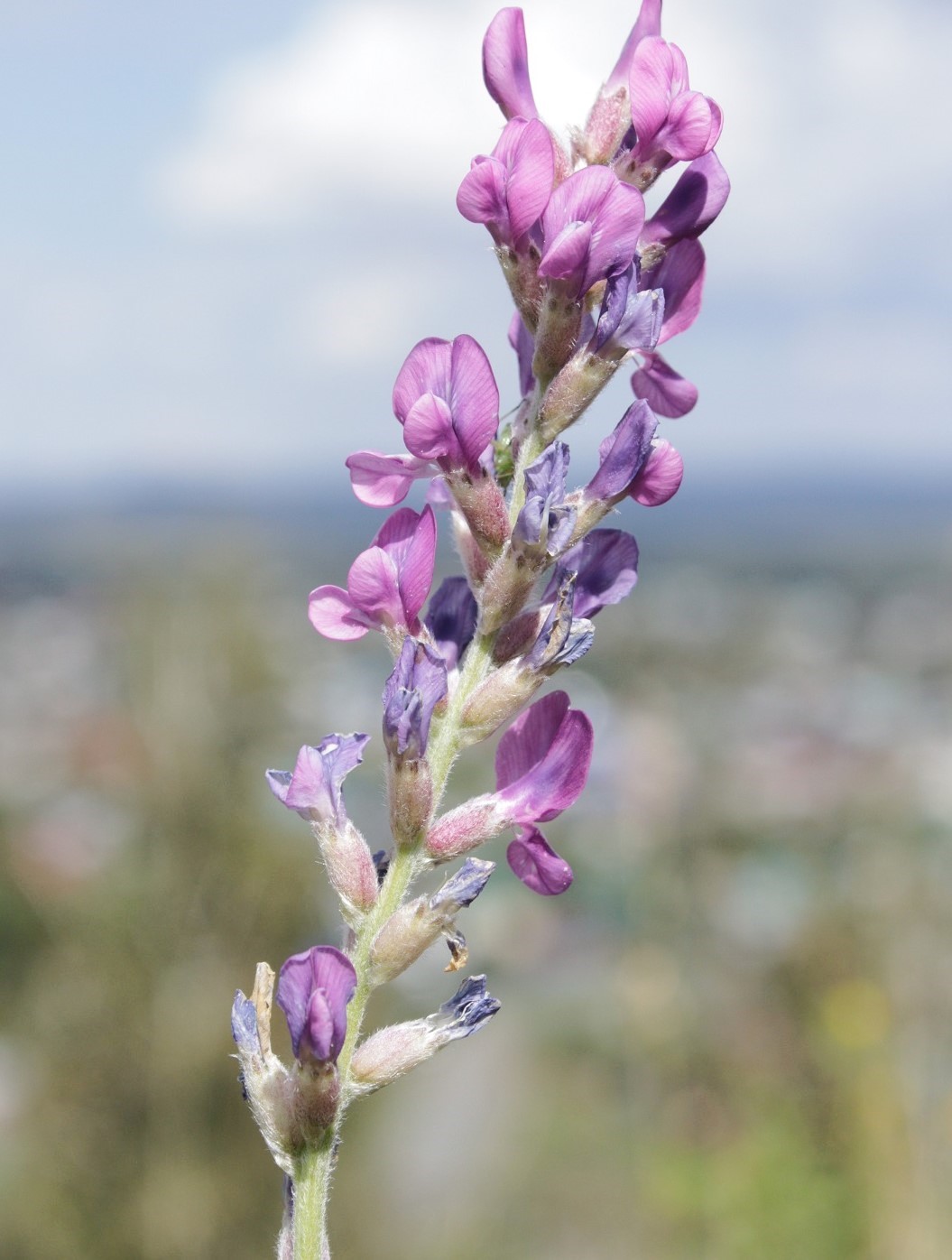 Image of Oxytropis kasakorum specimen.