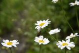 Pyrethrum demetrii. Соцветия (под одним сидит оса, предположительно, шершень восточный). Чечня, Шаройский р-н, дол. р. Цесиахк, около водопада Цеси. 29 июня 2024 г.