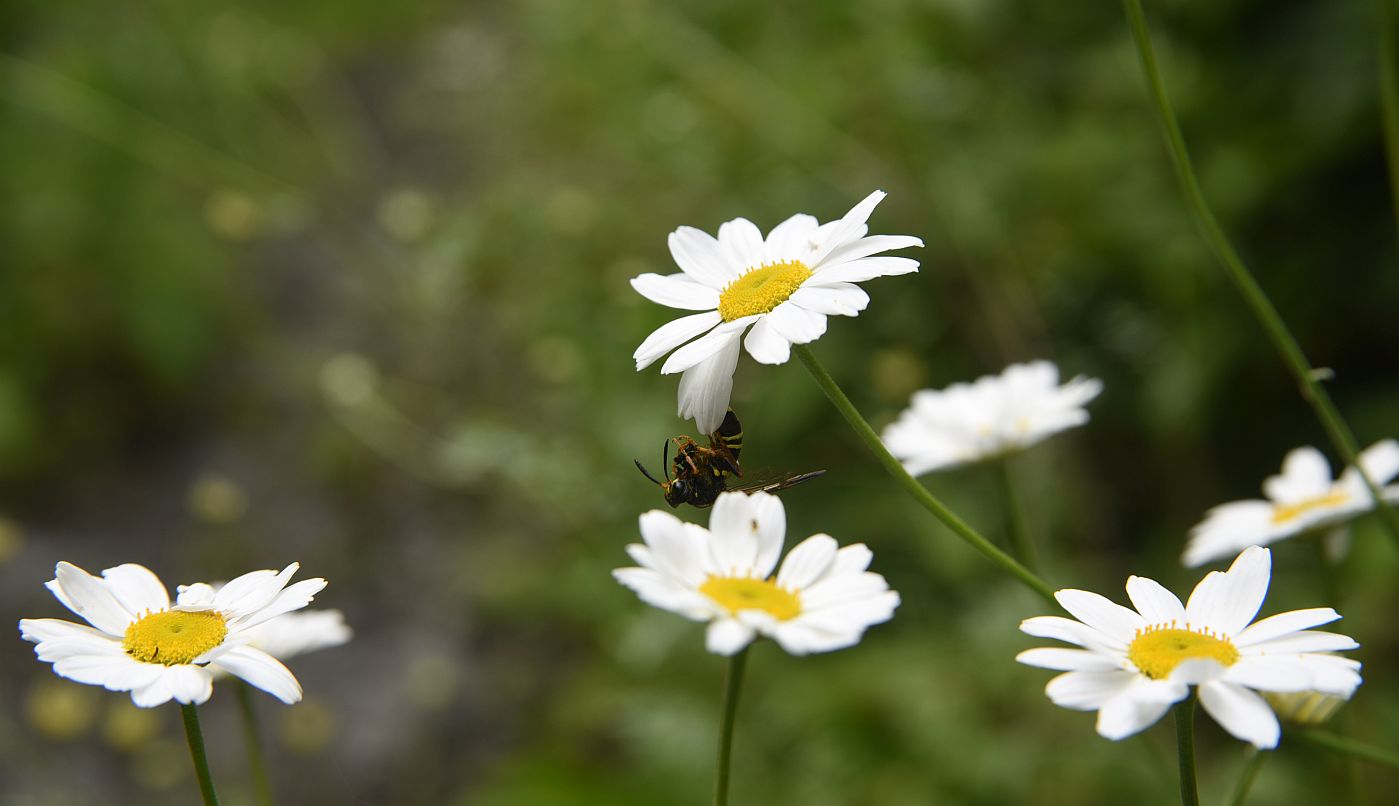 Изображение особи Pyrethrum demetrii.