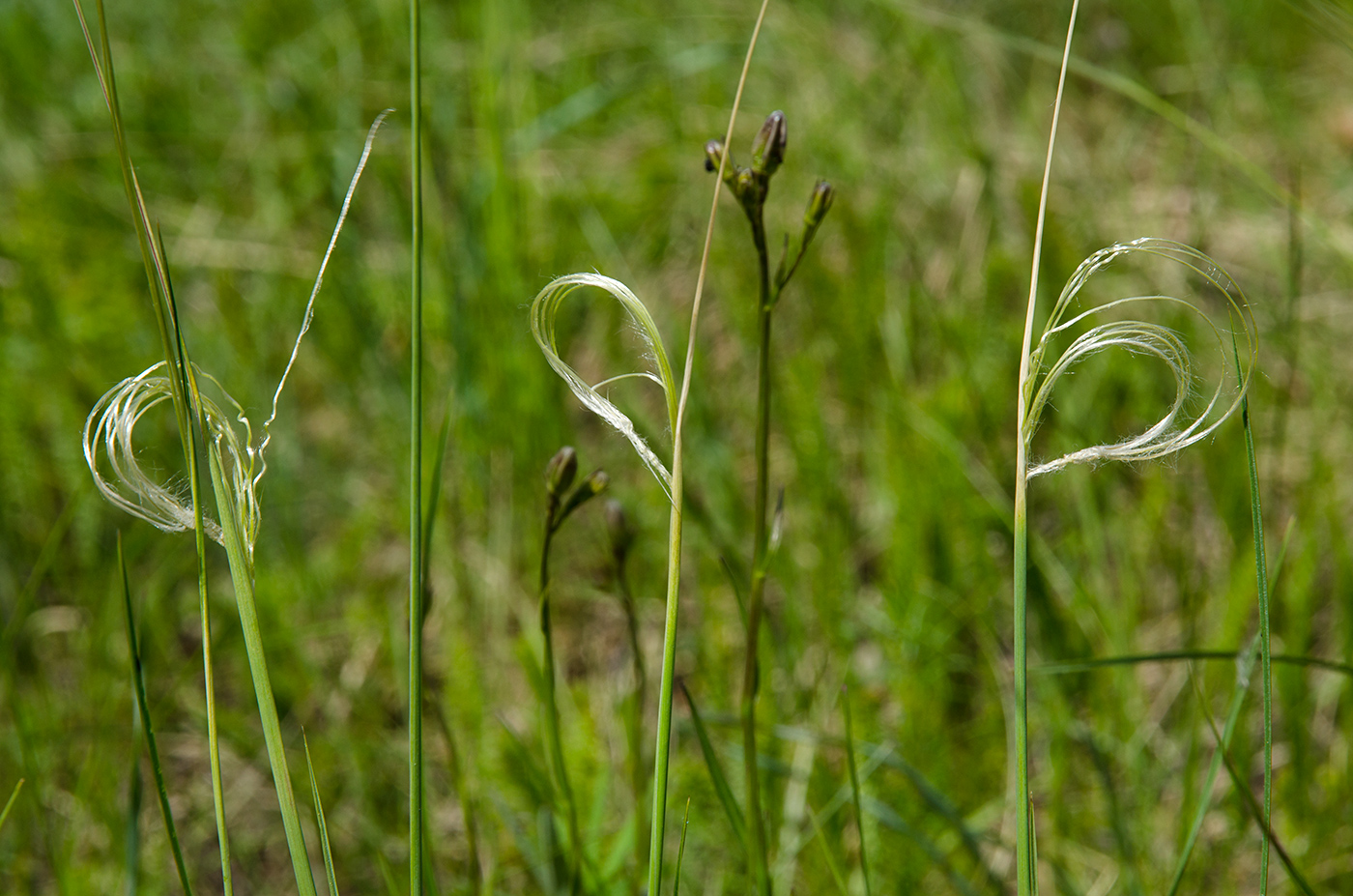 Изображение особи род Stipa.