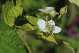 Rubus caesius