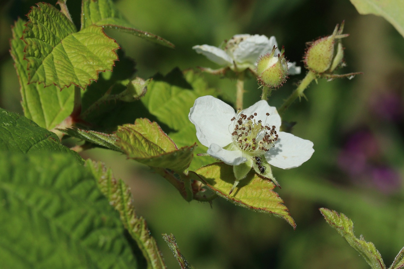 Image of Rubus caesius specimen.