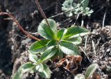 Veronica grandiflora. Розетка листьев. Камчатский край, Елизовский р-н, природный парк \"Вулканы Камчатки\", южный участок, кластер \"Налычевский\", памятник природы \"Экструзия Верблюд\", мелкощебнистый склон. 11.08.2024.