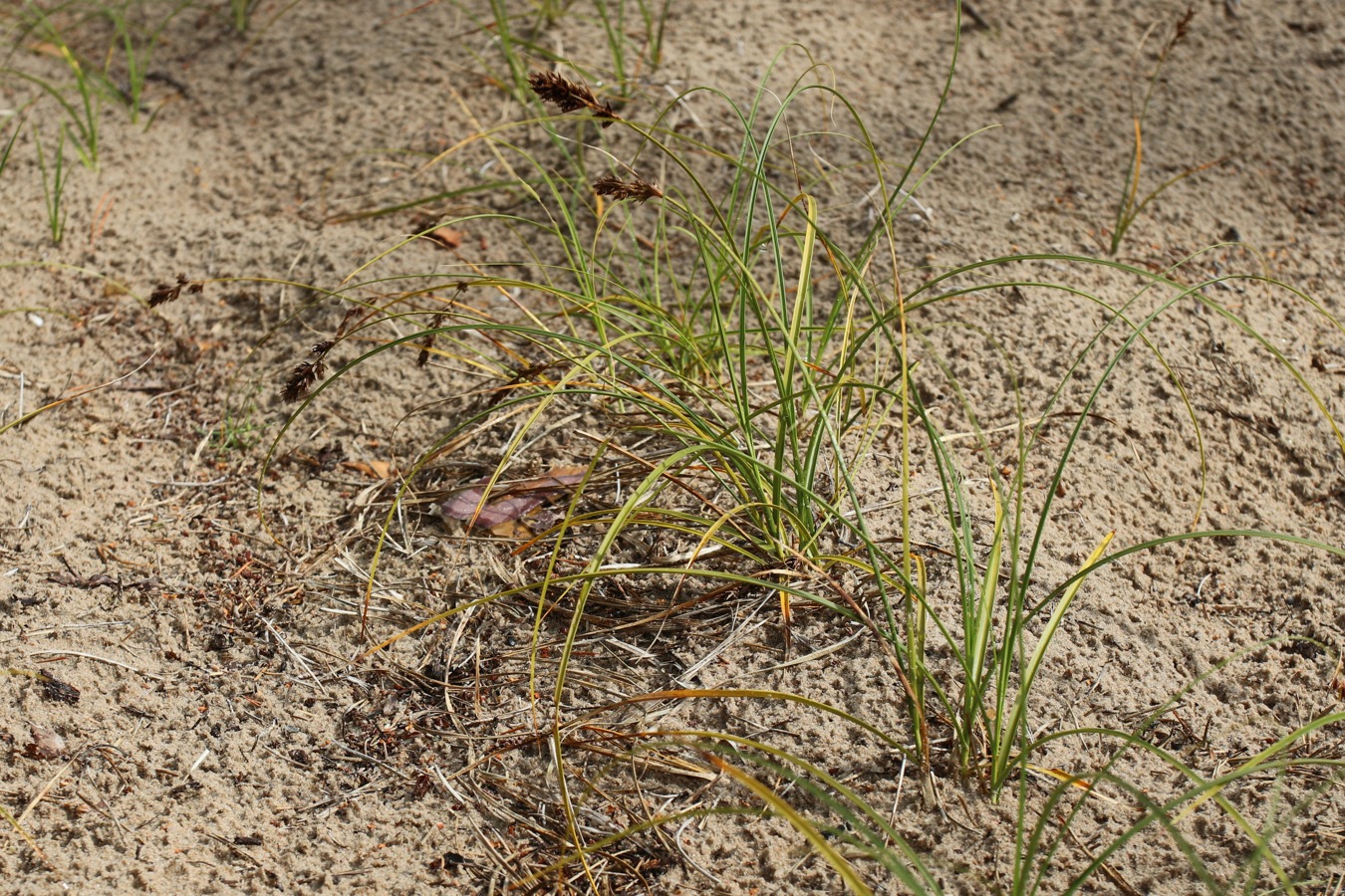 Image of Carex arenaria specimen.