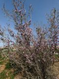 Amygdalus spinosissima