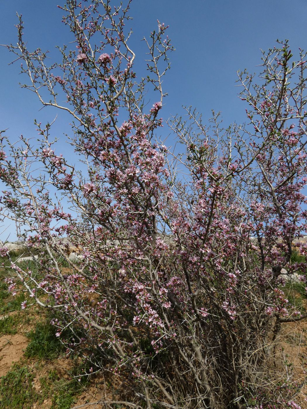 Image of Amygdalus spinosissima specimen.