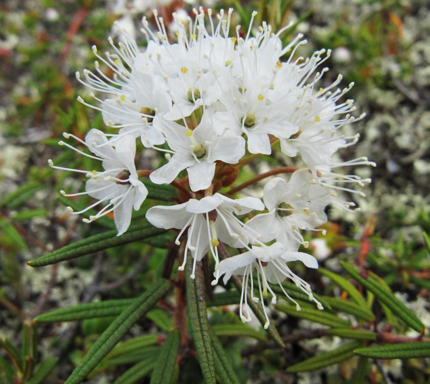 Image of Ledum palustre specimen.