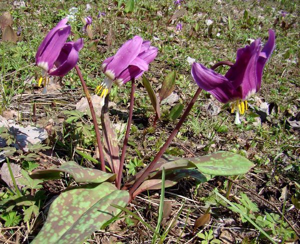 Изображение особи Erythronium sibiricum.