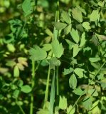 View full-size image Thalictrum simplex