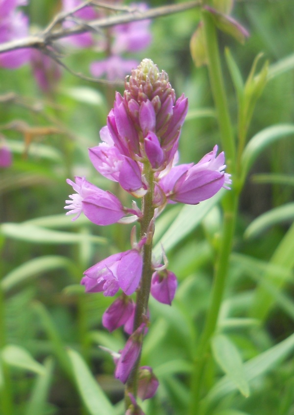 Изображение особи Polygala comosa.