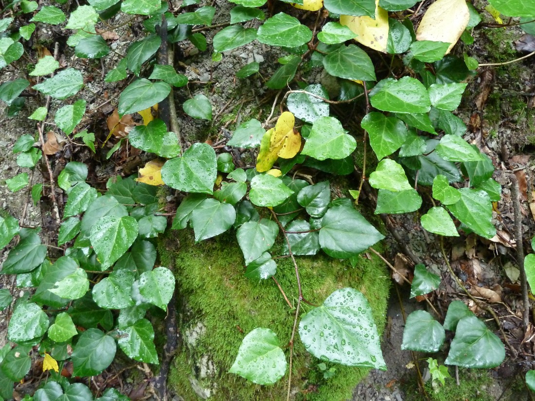 Изображение особи Hedera colchica.