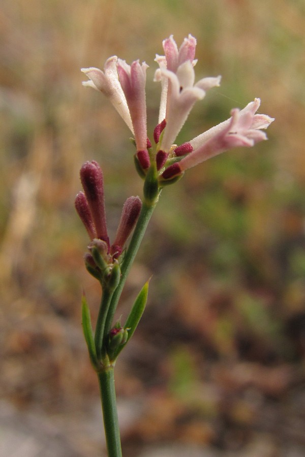 Image of Asperula tenella specimen.