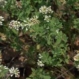 Dorycnium herbaceum. Побеги с соцветиями. Южный берег Крыма, лес возле Понизовки. 1 июля 2011 г.