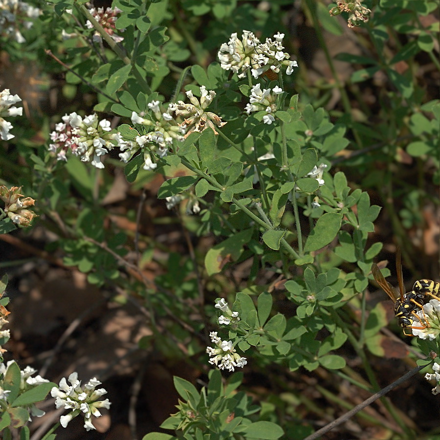 Изображение особи Dorycnium herbaceum.