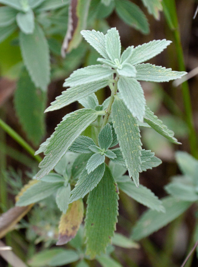 Image of Marrubium praecox specimen.