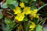 Lysimachia nummularia