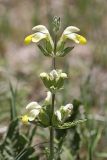 Phlomoides labiosa. Верхушка цветущего растения. Таджикистан, предгорья Гиссарского хр., Северные холмы. 02.05.2011.