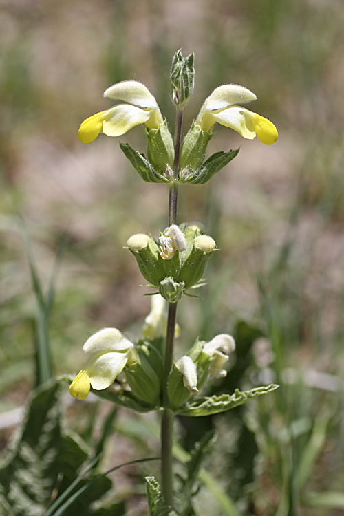 Image of Phlomoides labiosa specimen.