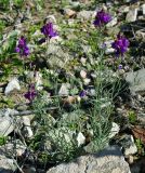 Linaria transiliensis. Цветущее растение. Казахстан, Алматинская обл., Куртинское водохранилище. 13.05.2011.