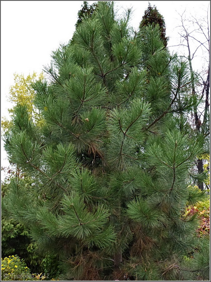 Image of genus Pinus specimen.