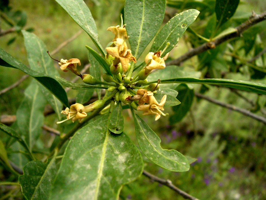 Image of Lycium kopetdaghi specimen.