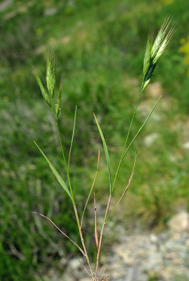 Изображение особи Bromus danthoniae.