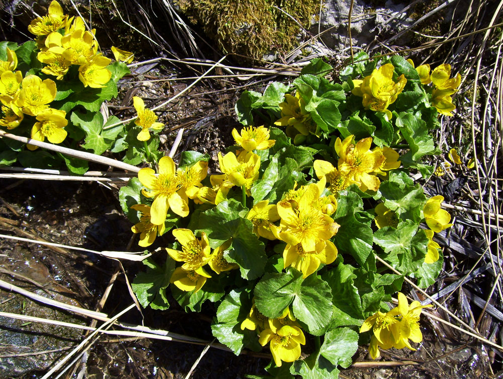 Image of Caltha palustris specimen.