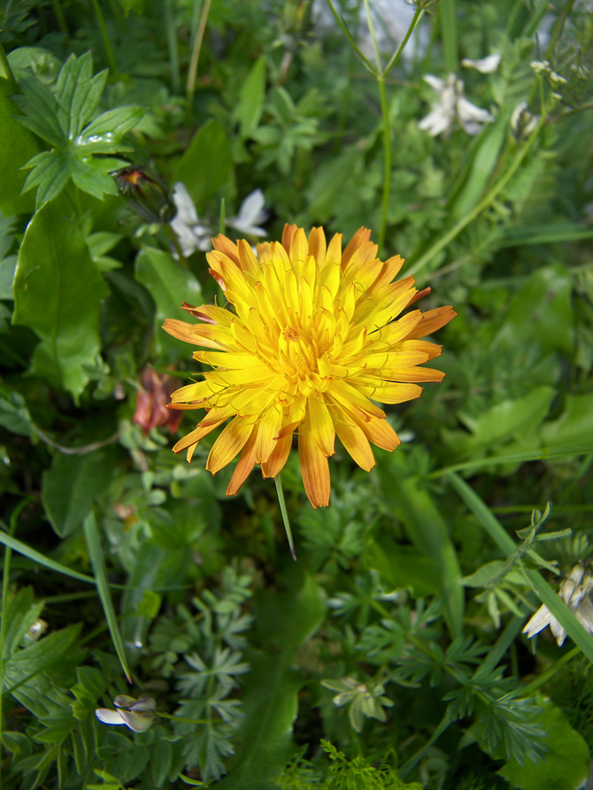 Изображение особи род Taraxacum.