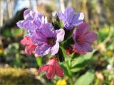 Pulmonaria obscura