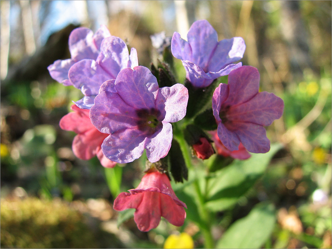 Image of Pulmonaria obscura specimen.