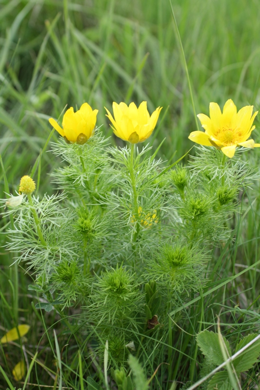 Изображение особи Adonis vernalis.