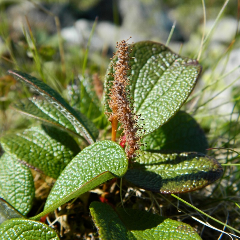 Изображение особи Salix reticulata.