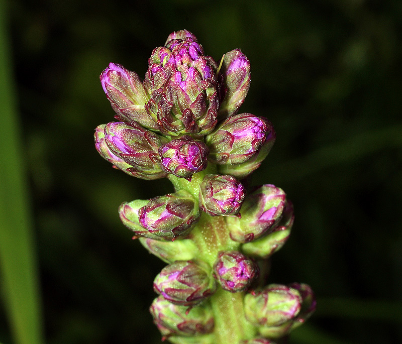 Изображение особи Liatris spicata.