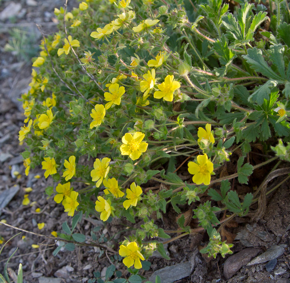 Image of Potentilla humifusa specimen.