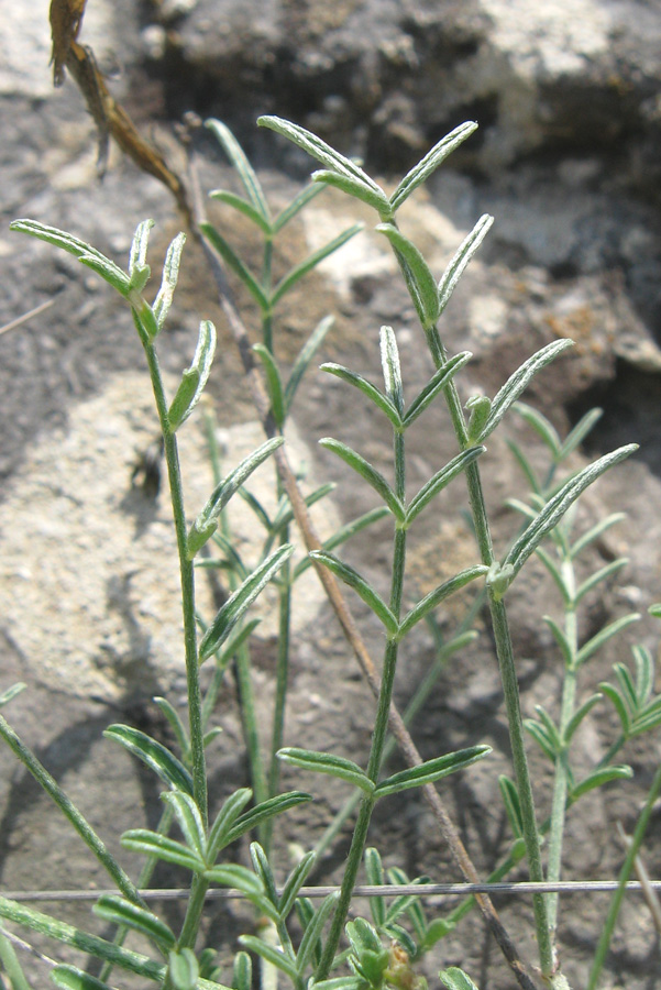 Изображение особи Astragalus subuliformis.