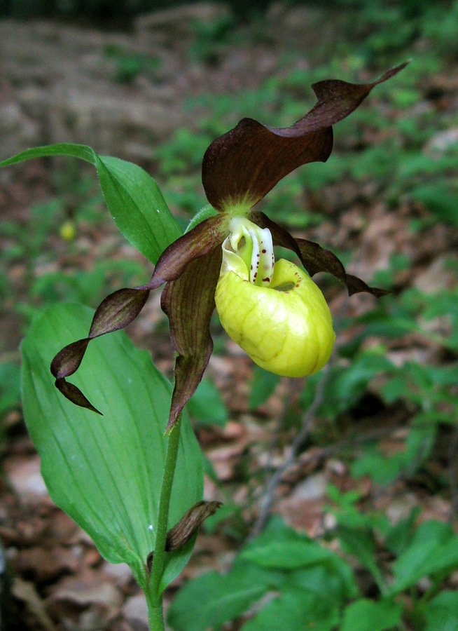 Изображение особи Cypripedium calceolus.