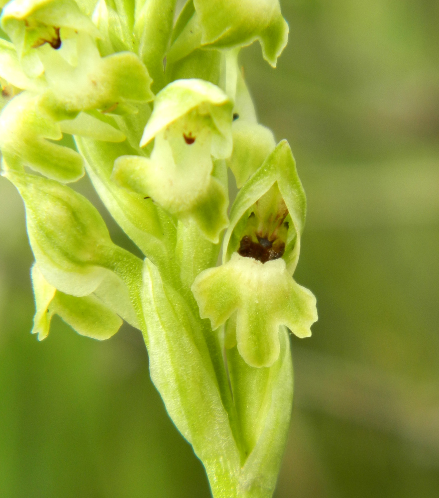 Image of Anacamptis coriophora specimen.