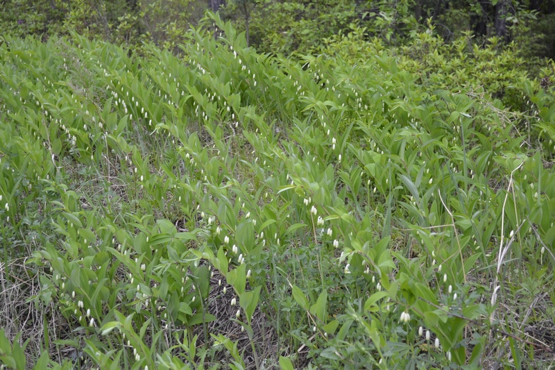 Image of Polygonatum odoratum specimen.