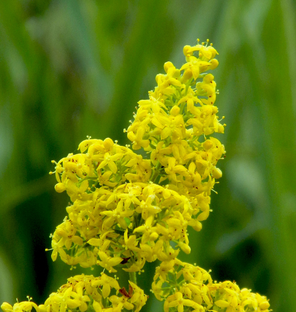 Изображение особи Galium verum.