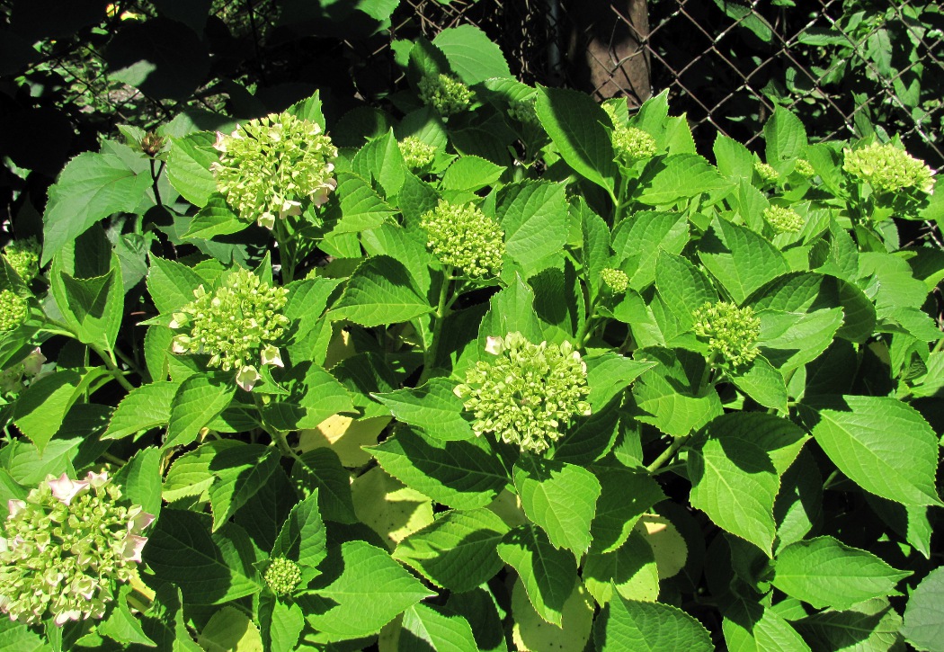 Изображение особи Hydrangea macrophylla.