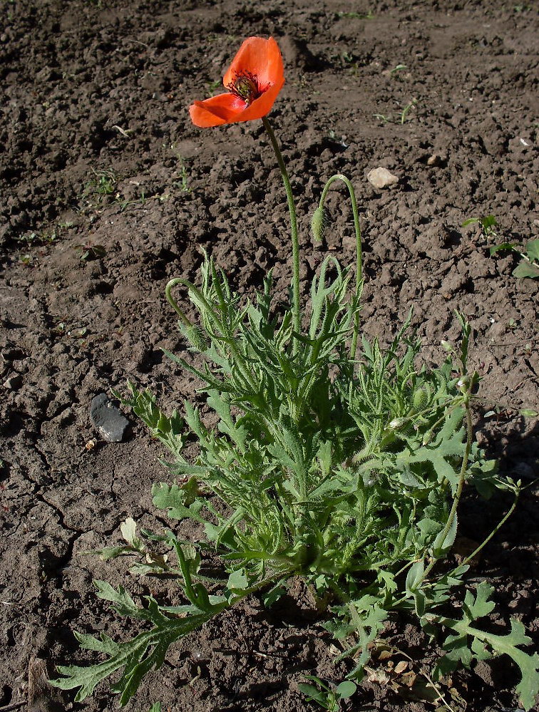 Image of Papaver stevenianum specimen.