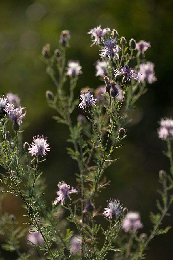 Image of Centaurea stoebe specimen.