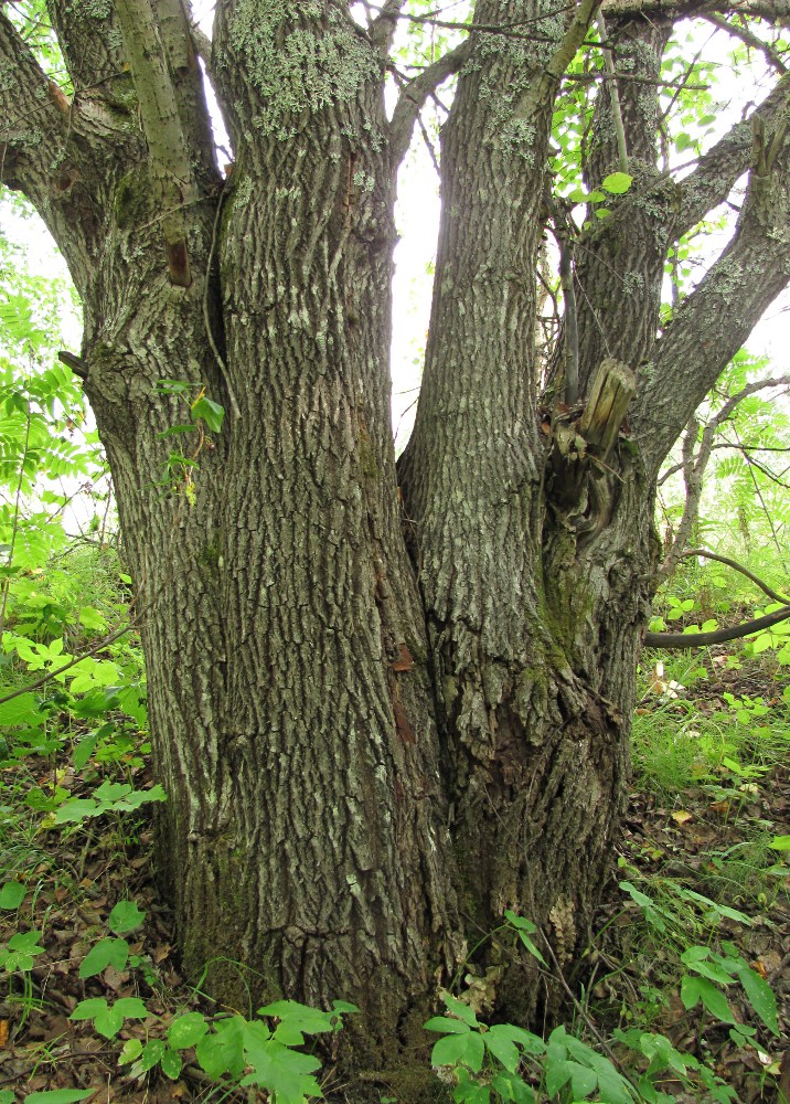 Изображение особи Salix caprea.