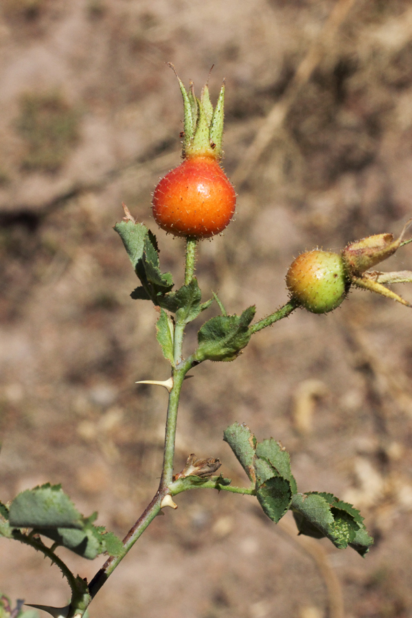 Image of Rosa maracandica specimen.