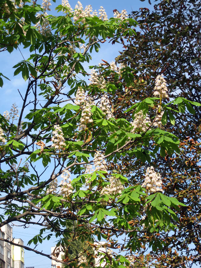 Image of Aesculus hippocastanum specimen.