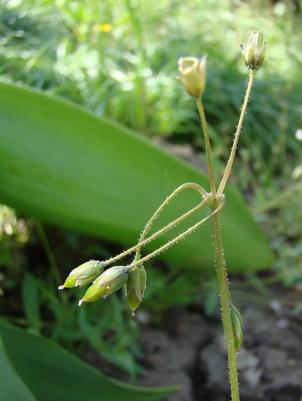 Изображение особи Holosteum umbellatum.